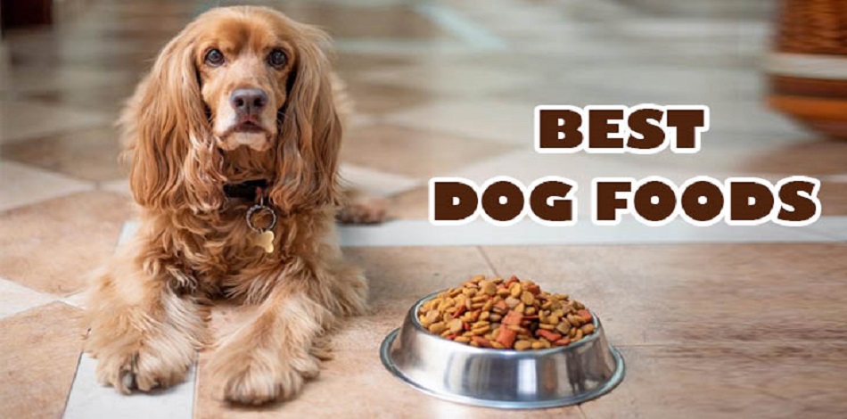 best food for dogs