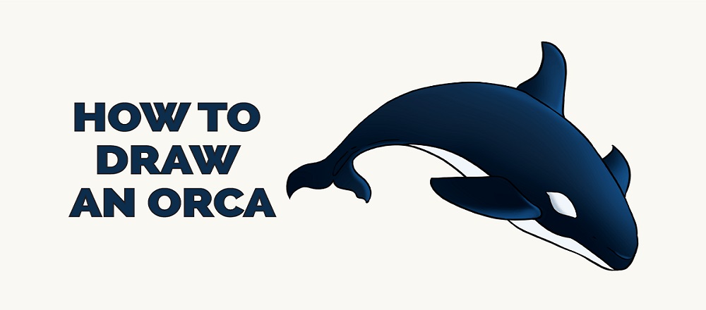 draw an orca